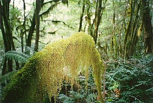 300px-Papillaria_Cloudforest-Mt_Budawang